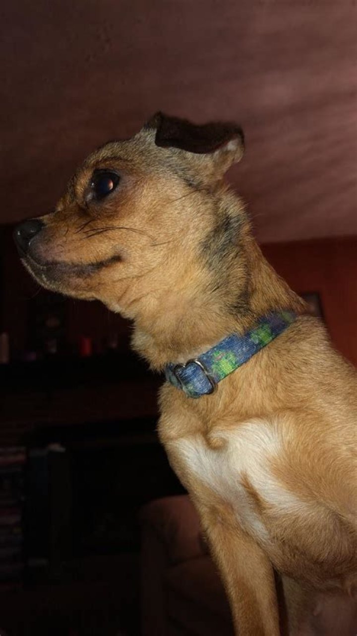 Meet Pebbles: The Adorable Companion Of Simon Cowell